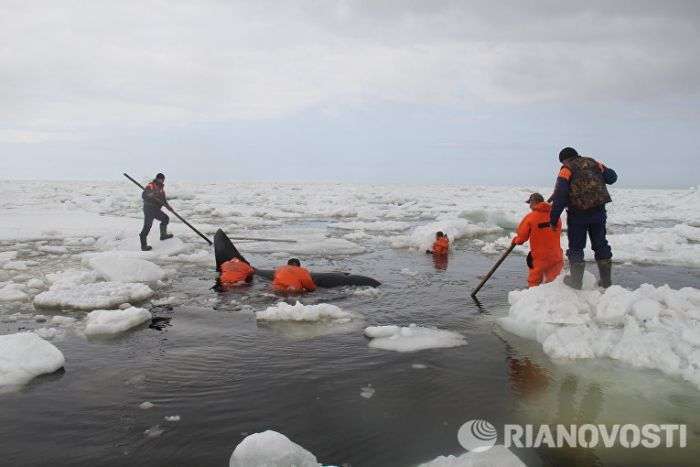 На Сахаліні в Охотському морі врятували затиснуту в льодах косатку (5 фото + відео)