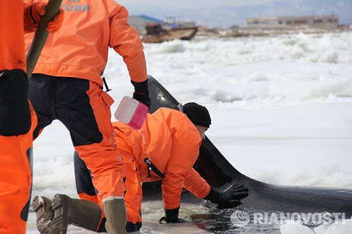 На Сахаліні в Охотському морі врятували затиснуту в льодах косатку (5 фото + відео)