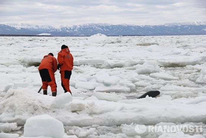 На Сахаліні в Охотському морі врятували затиснуту в льодах косатку (5 фото + відео)