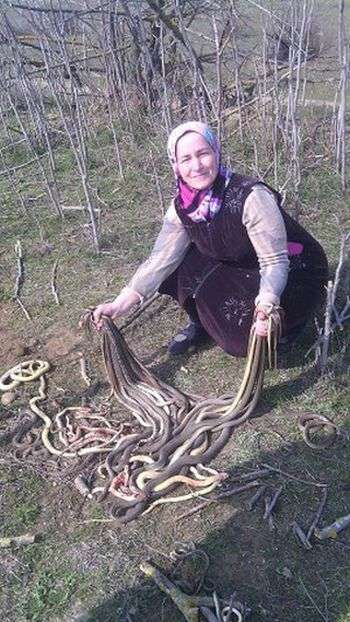 У Дагестані пенсіонерка вбила 80 змій, що оселилися на її городі (2 фото)