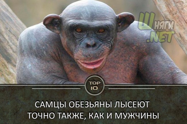 TOP 10 фактов о которых вы не знали факты, это интересно, топ 10