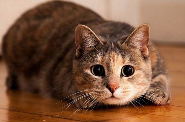 Все коты сво… Анекдоты и истории, zen