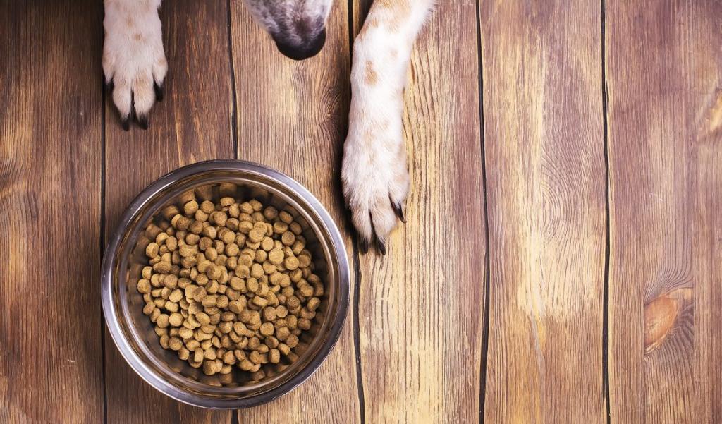 Корм для собак All Dogs: обзор состава и отзывы Животные
