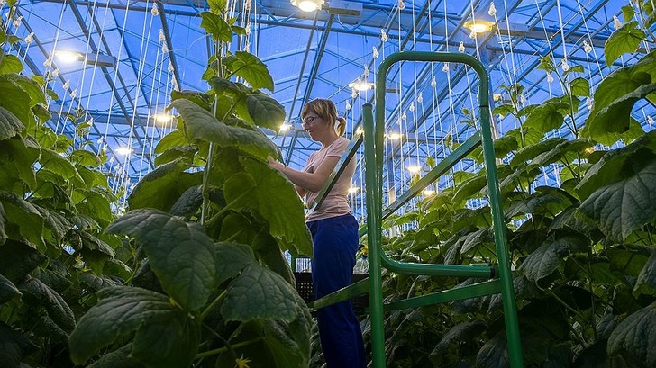 В Кемеровской области ООО «Агро элит-инвест» области запустило тепличный комплекс Новости