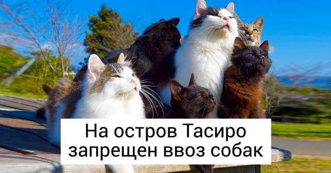 В Японии есть целый остров, населенный котами, и посмотреть на него едут туристы со всего мира Интересное