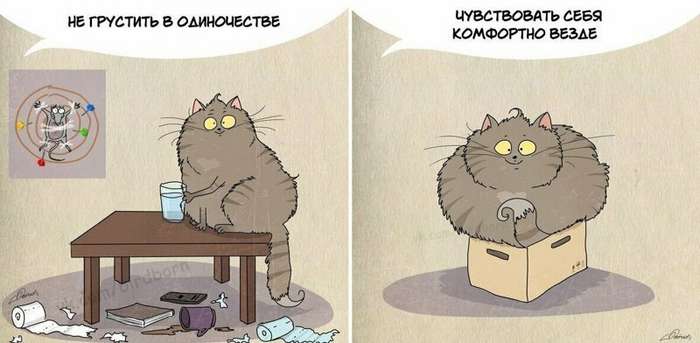 10 полезных вещей, которым людям стоит поучиться у котов   Интересное