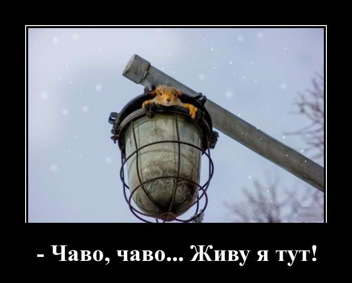 Свежая подборка демотиваторов, которые поднимут вам настроение   юмор