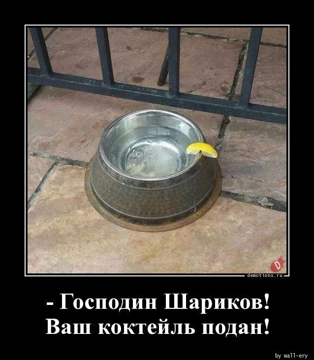 Свежая подборка демотиваторов, которые поднимут вам настроение   юмор