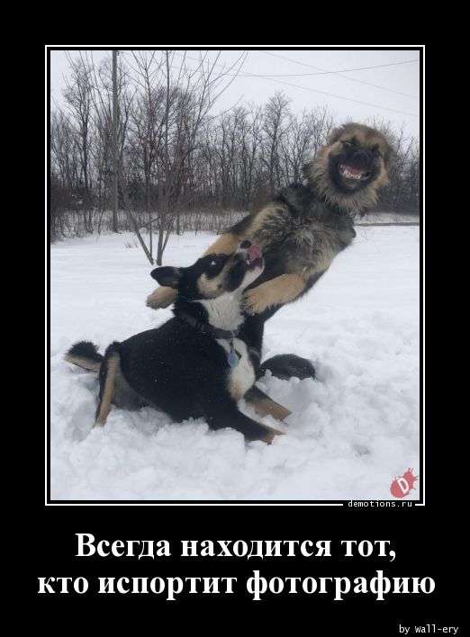 Свежая подборка демотиваторов, которые поднимут вам настроение   юмор
