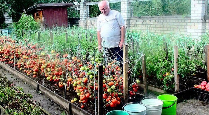 Рецепты для отменного урожая полезные советы
