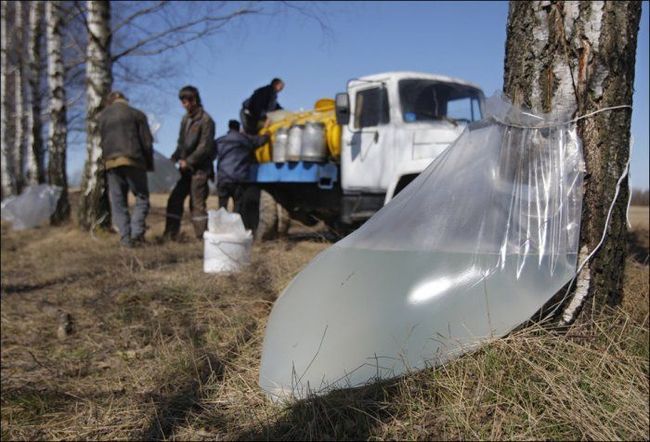 Сборы березового сока в Беларусии 