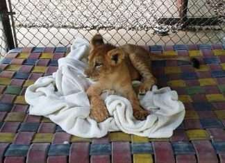 Лев, який не може заснути без ковдри (7 фото)