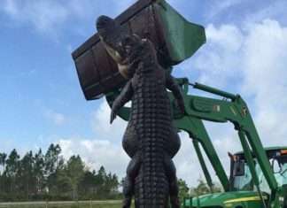 Американські фермери розправилися з алігатором, нападникам на їх худобу (4 фото)