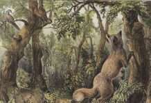 Знайдіть всіх тварин і всі особи на цій картині (2 фото)