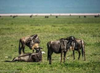 Поява на світ дитинчати антилопи Гну та його перші кроки (10 фото + відео)