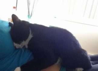 Кішка охороняла спокій майбутньої мами, а тепер охороняє її малюка (5 фото)