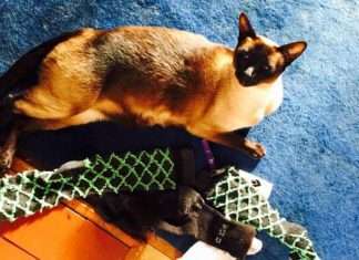 Кіт злодій крав сусідські шкарпетки і нижню білизну (3 фото)