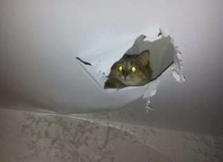 Кішка зробила собі «нору» в стелі (2 фото)