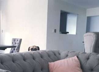 Пес думає, що його не бачать (18 фото)