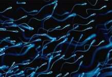 Цікаві факти про жіночої інтимної зони (10 фото)