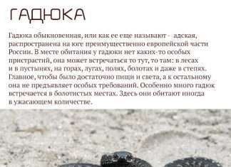 Найнебезпечніші тварини Росії (17 фото)