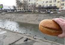 Нахабні голуби (4 фото)