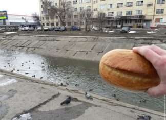 Нахабні голуби (4 фото)