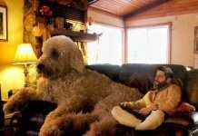 Неймовірні пригоди американського фотографа і його «собаки-велетня» (25 фото)