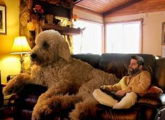 Неймовірні пригоди американського фотографа і його «собаки-велетня» (25 фото)