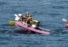 Туристи прокотилися на спині кита (4 фото)