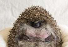 У Великобританії товсту ежиху, не здатну згорнутися в клубок, посадили на дієту (3 фото)