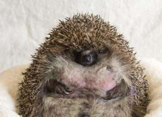 У Великобританії товсту ежиху, не здатну згорнутися в клубок, посадили на дієту (3 фото)