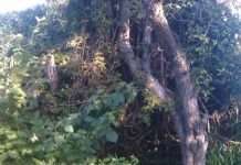 Хлопець побудував житло хоббіта у дворі власного будинку (23 фото)