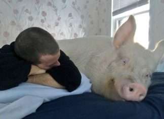 Міні-порося виріс у величезну свиню (20 фото)