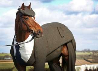 У Великобританії представили перший у світі костюм-трійку для коня (5 фото)