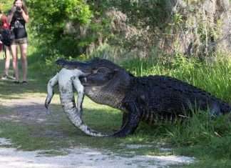 Звичайне явище в світі крокодилів (5 фото)