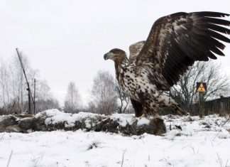 Тваринний світ зони відчуження Чорнобильської АЕС (15 фото)