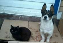 Нерозлучні друзі знайшли нових господарів (5 фото)