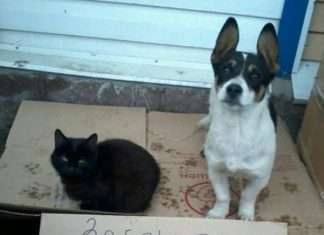 Нерозлучні друзі знайшли нових господарів (5 фото)