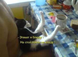 Кращі котоматриці тижні (50 фото)