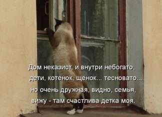 Кращі котоматриці тижні (50 фото)