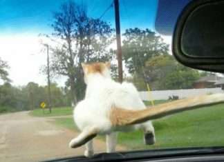 Кращі котоматриці тижні (50 фото)