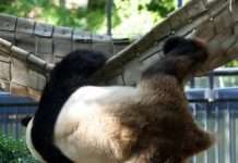 В Японії знайдено панда, освоїла прийоми кунг-фу (3 фото)