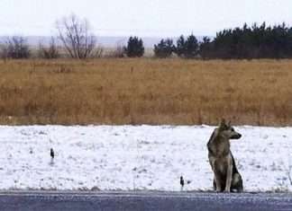 У Сибіру ось уже 1,5 року пес чекає на повернення загиблого господаря (3 фото)