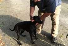 У США собака принесла з прогулянки півкілограма марихуани (2 фото)