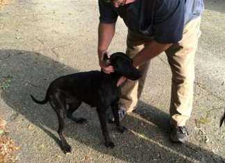 У США собака принесла з прогулянки півкілограма марихуани (2 фото)