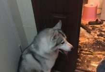 Собака занудьгувала (8 фото)