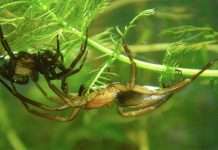 Цікаві факти про павуків (25 фото)