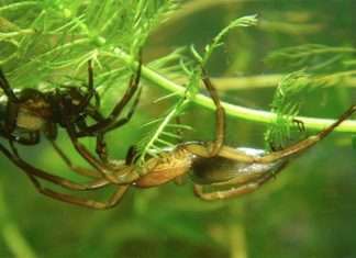 Цікаві факти про павуків (25 фото)