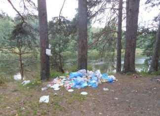 Як дачниця ліс від сміття рятувала (10 фото)